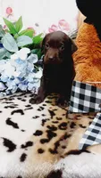Oakley , a female Labrador Retriever for sale in Grabill, IN – 3 of 10