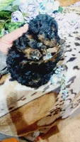 Archie, a male Miniature Pinscher for sale in Grabill, IN – 8 of 8