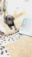 Oakley , a female Labrador Retriever for sale in Grabill, IN – 9 of 10