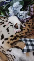 Pearls , a female Jack Russell Terrier for sale in Grabill, IN – 8 of 10