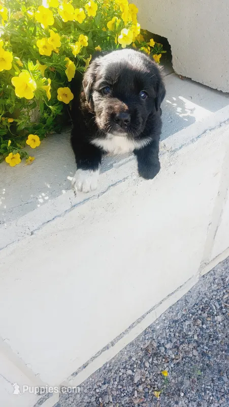 Jasper  – Golden Retriever, Labrador Retriever puppy for sale in Grabill, IN