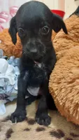 Winnie the Pooh, a female Miniature Pinscher for sale in Grabill, IN – 5 of 9