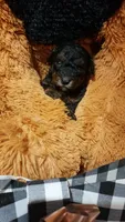 Archie, a male Miniature Pinscher for sale in Grabill, IN – 6 of 8