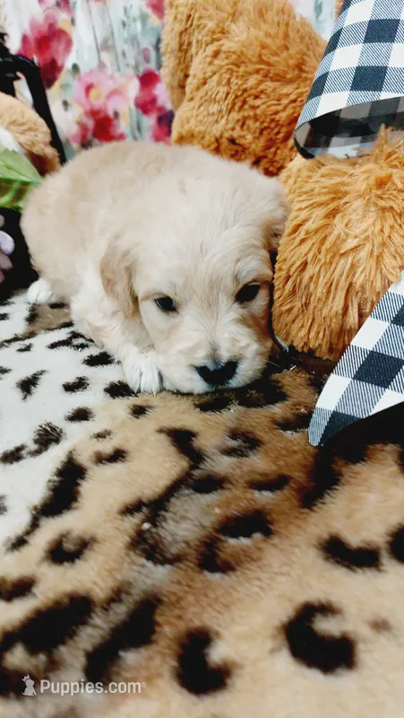 Gunner  – English Cream Golden Retriever puppy for sale in Grabill, IN