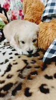 Gunner , a male English Cream Golden Retriever for sale in Grabill, IN – 1 of 10