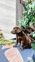 Rusty , a male Labrador Retriever for sale in Grabill, IN – 3 of 8