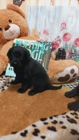 Bee, a female Labrador Retriever for sale in Grabill, IN – 5 of 9