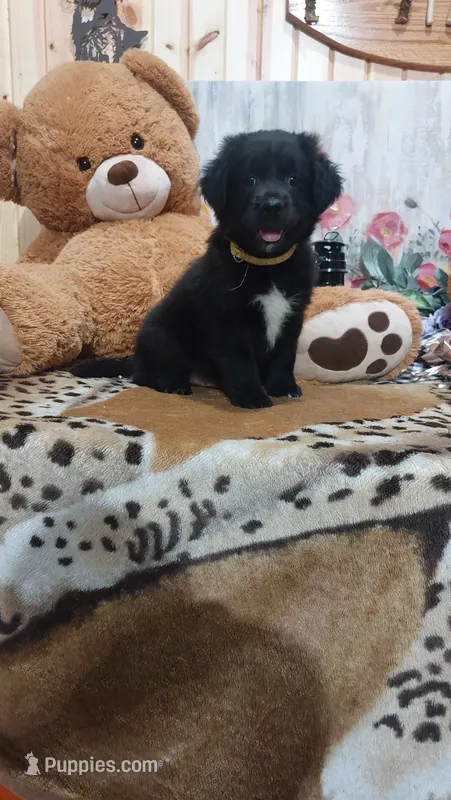 Rex – Australian Labradoodle puppy for sale in Grabill, IN