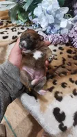 Hazel, a female Jack Russell Terrier for sale in Grabill, IN – 3 of 6