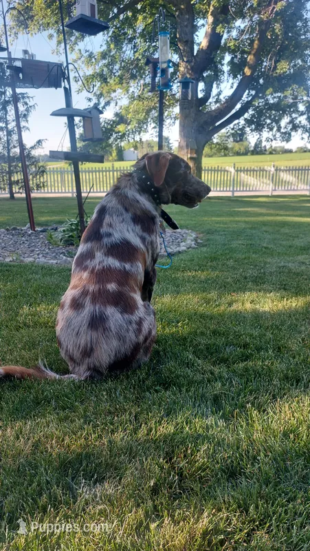 Zoomie – Australian Labradoodle puppy for sale in Grabill, IN