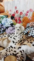 Zoey , a female Goldendoodle and English Cream Golden Retriever for sale in Grabill, IN – 9 of 10