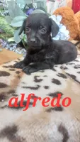Alfredo, a male Miniature Pinscher for sale in Grabill, IN – 8 of 10