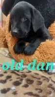 Old dan, a male Labrador Retriever for sale in Grabill, IN – 4 of 9