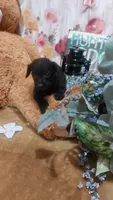 Alfredo, a male Miniature Pinscher for sale in Grabill, IN – 2 of 10