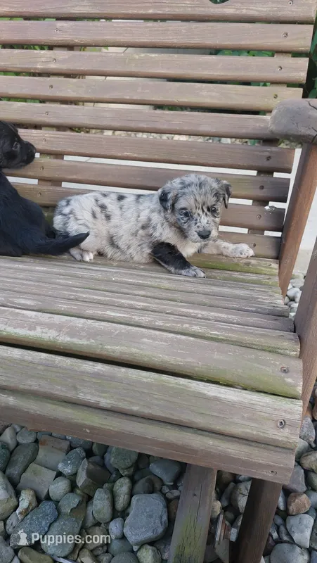 Bailey  – Golden Retriever, Labrador Retriever puppy for sale in Grabill, IN
