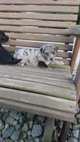 Bailey , a male Golden Retriever and Labrador Retriever for sale in Grabill, IN – 1 of 2