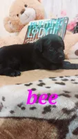 Bee, a female Labrador Retriever for sale in Grabill, IN – 4 of 9