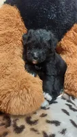 Lilac, a female Bernese Mountain Dog and Miniature Goldendoodle for sale in Grabill, IN – 8 of 10