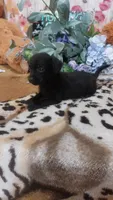 Alfredo, a male Miniature Pinscher for sale in Grabill, IN – 10 of 10