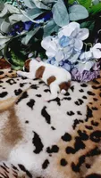 Duke , a male Jack Russell Terrier for sale in Grabill, IN – 6 of 10