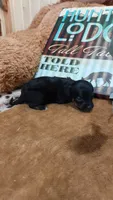 Jasper , a male Miniature Pinscher for sale in Grabill, IN – 8 of 8