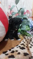 Lilac, a female Bernese Mountain Dog and Miniature Goldendoodle for sale in Grabill, IN – 4 of 10