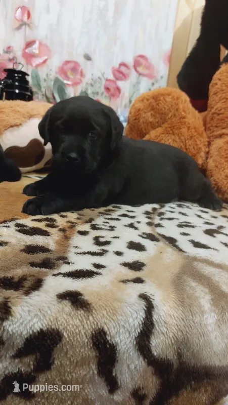 Blade  – Labrador Retriever puppy for sale in Grabill, IN