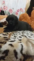Blade , a male Labrador Retriever for sale in Grabill, IN – 3 of 8