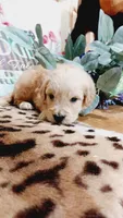 Gunner , a male English Cream Golden Retriever for sale in Grabill, IN – 8 of 10
