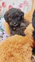 Pepper , a female Bernese Mountain Dog and Miniature Goldendoodle for sale in Grabill, IN – 8 of 9