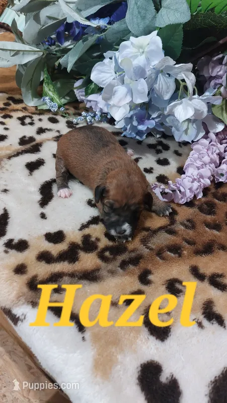 Hazel – Jack Russell Terrier puppy for sale in Grabill, IN