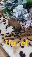 Hazel, a female Jack Russell Terrier for sale in Grabill, IN – 1 of 6