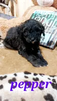 Pepper , a female Bernese Mountain Dog and Miniature Goldendoodle for sale in Grabill, IN – 4 of 9