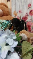 Archie, a male Miniature Pinscher for sale in Grabill, IN – 3 of 8