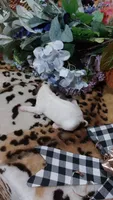 Pearls , a female Jack Russell Terrier for sale in Grabill, IN – 10 of 10