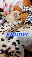 Gunner , a male English Cream Golden Retriever for sale in Grabill, IN – 5 of 10