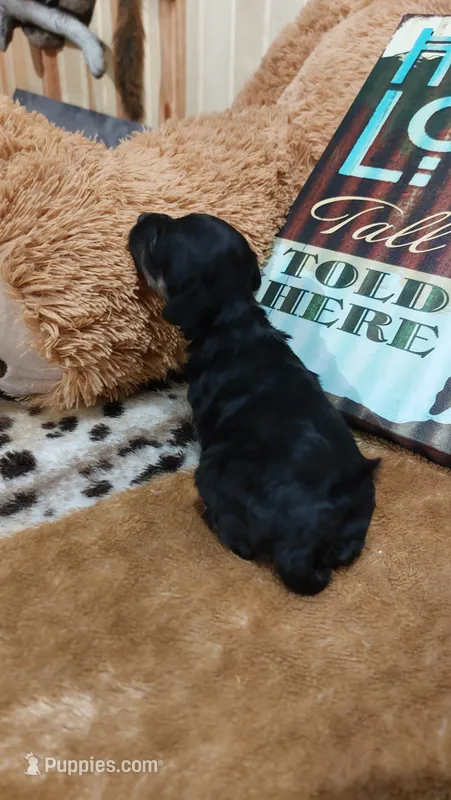 Jasper  – Miniature Pinscher puppy for sale in Grabill, IN