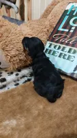 Jasper , a male Miniature Pinscher for sale in Grabill, IN – 1 of 8