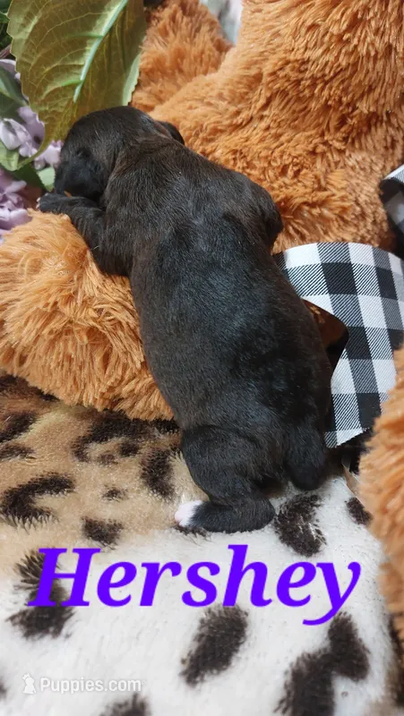 Bailey  – Jack Russell Terrier puppy for sale in Grabill, IN