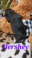 Bailey , a female Jack Russell Terrier for sale in Grabill, IN – 1 of 8