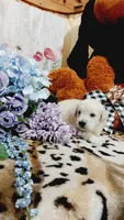 Zoey , a female Goldendoodle and English Cream Golden Retriever for sale in Grabill, IN – 4 of 10