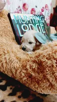 Gunner , a male English Cream Golden Retriever for sale in Grabill, IN – 4 of 10