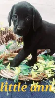 Little Ann, a female Labrador Retriever for sale in Grabill, IN – 3 of 10