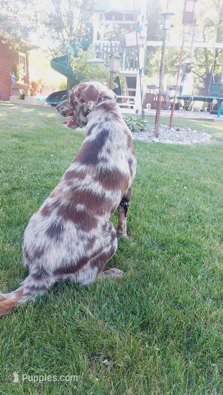 Zoomie – Australian Labradoodle puppy for sale in Grabill, IN