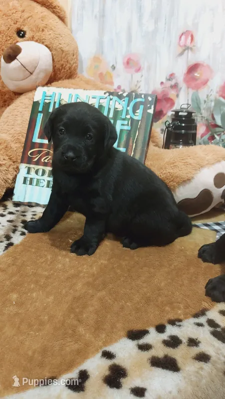 Bee – Labrador Retriever puppy for sale in Grabill, IN