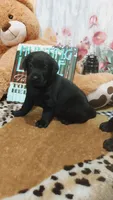 Bee, a female Labrador Retriever for sale in Grabill, IN – 3 of 9