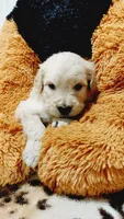 Gunner , a male English Cream Golden Retriever for sale in Grabill, IN – 10 of 10