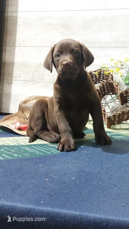 Rusty  – Labrador Retriever puppy for sale in Grabill, IN