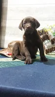 Rusty , a male Labrador Retriever for sale in Grabill, IN – 1 of 8
