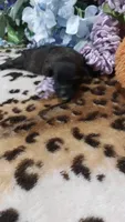 Bailey , a female Jack Russell Terrier for sale in Grabill, IN – 7 of 8